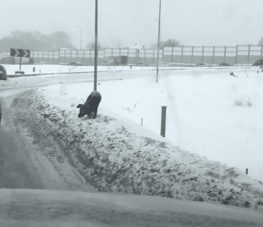 Resilient Dog Endures Brutal Winter Temperatures, Rescued Resilient Dog Endures Brutal Winter Temperatures, Rescued