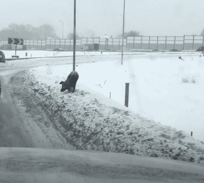 Izturīgs suns iztur nežēlīgu ziemas temperatūru, izglābts