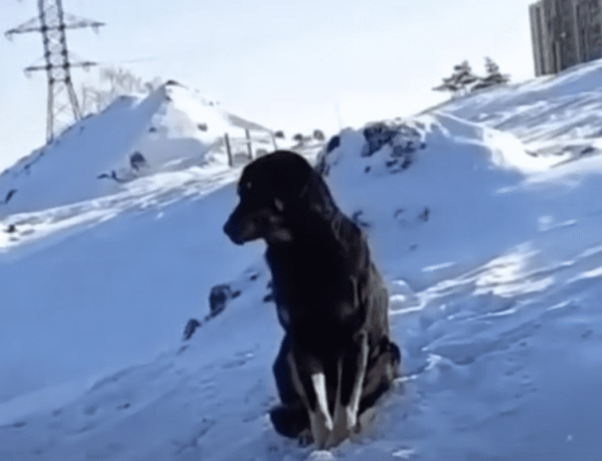 Izturīgs suns iztur nežēlīgu ziemas temperatūru, izglābts
