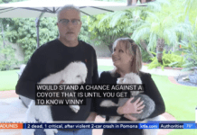 Small Maltese Dog Bravely Chase Off Coyotes and Saves Brother Small Maltese Dog Bravely Chase Off Coyotes and Saves Brother