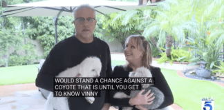 Small Maltese Dog Bravely Chase Off Coyotes and Saves Brother Small Maltese Dog Bravely Chase Off Coyotes and Saves Brother