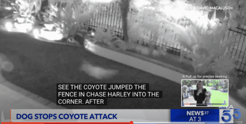 Maltese Dog Bravely Chase Off Coyotes