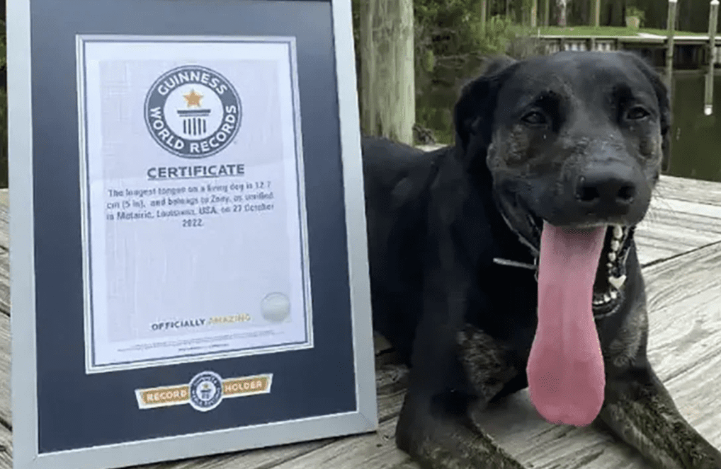 Zoey the Lab-Shepherd Mix Breaks Guinness Record Longest Dog Tongue