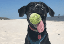 Longest Dog Tongue: Zoey the Lab-Shepherd Mix Breaks Guinness Record Longest Dog Tongue: Zoey the Lab-Shepherd Mix Breaks Guinness Record