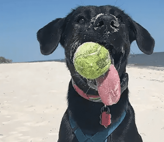 Longest Dog Tongue: Zoey the Lab-Shepherd Mix Breaks Guinness Record Longest Dog Tongue: Zoey the Lab-Shepherd Mix Breaks Guinness Record