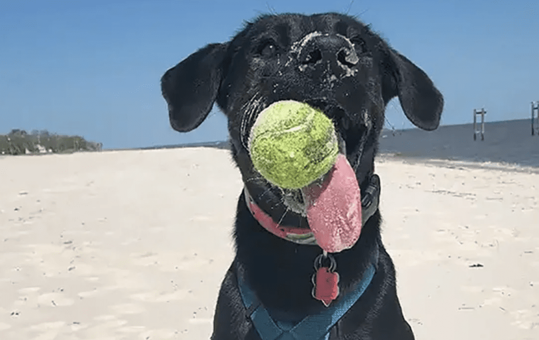 Longest Dog Tongue: Zoey the Lab-Shepherd Mix Breaks Guinness Record
