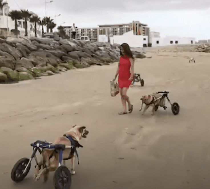 8 Disabled Dogs goes to the beach