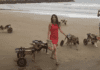"First Beach Experience for 18 Disabled Dogs Guided by Compassionate Woman"
