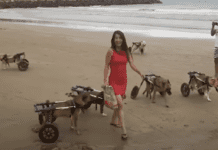 “First Beach Experience for 18 Disabled Dogs Guided by Compassionate Woman” "First Beach Experience for 18 Disabled Dogs Guided by Compassionate Woman"