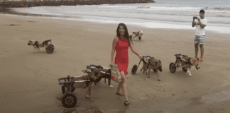 “First Beach Experience for 18 Disabled Dogs Guided by Compassionate Woman” "First Beach Experience for 18 Disabled Dogs Guided by Compassionate Woman"