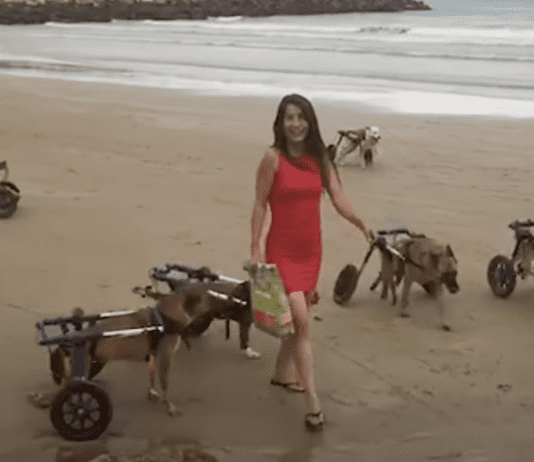 “First Beach Experience for 18 Disabled Dogs Guided by Compassionate Woman” "First Beach Experience for 18 Disabled Dogs Guided by Compassionate Woman"