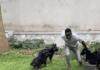 Teenager SCREAMS Running from Adorable Puppy Mob! (FUNNY TikTok)” Teenager Screaming While Being Chased by Puppies" TikTok Video