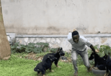 Teenager SCREAMS Running from Adorable Puppy Mob! (FUNNY TikTok)” Teenager Screaming While Being Chased by Puppies" TikTok Video