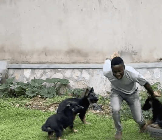Teenager SCREAMS Running from Adorable Puppy Mob! (FUNNY TikTok)” Teenager Screaming While Being Chased by Puppies" TikTok Video