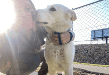 Heartwarming Tale of a Lost Service Dog Reunited After 2 Years Heartwarming Tale of a Lost Service Dog Reunited After 2 Years