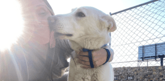 Heartwarming Tale of a Lost Service Dog Reunited After 2 Years Heartwarming Tale of a Lost Service Dog Reunited After 2 Years