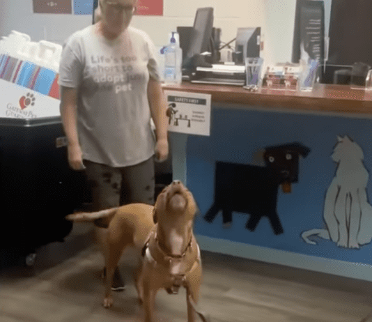 Shelter dog howls with joy after adoption” After Waiting for 1,250 Days Shelter dog howls with joy after adoption" After Waiting for 1,250 Days
