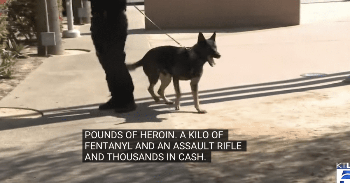 LAPD narkotikahund skaper overskrifter