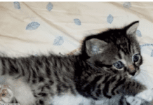 Heroic Firefighters Rescue Kitten Trapped Inside Wall: A Tale of Bravery in Nevada Heroic Firefighters Rescue Kitten Trapped Inside Wall: A Tale of Bravery in Nevada