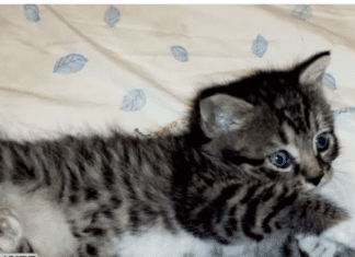 Heroic Firefighters Rescue Kitten Trapped Inside Wall: A Tale of Bravery in Nevada