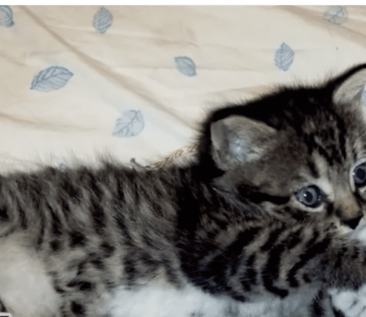 Heroic Firefighters Rescue Kitten Trapped Inside Wall: A Tale of Bravery in Nevada Heroic Firefighters Rescue Kitten Trapped Inside Wall: A Tale of Bravery in Nevada