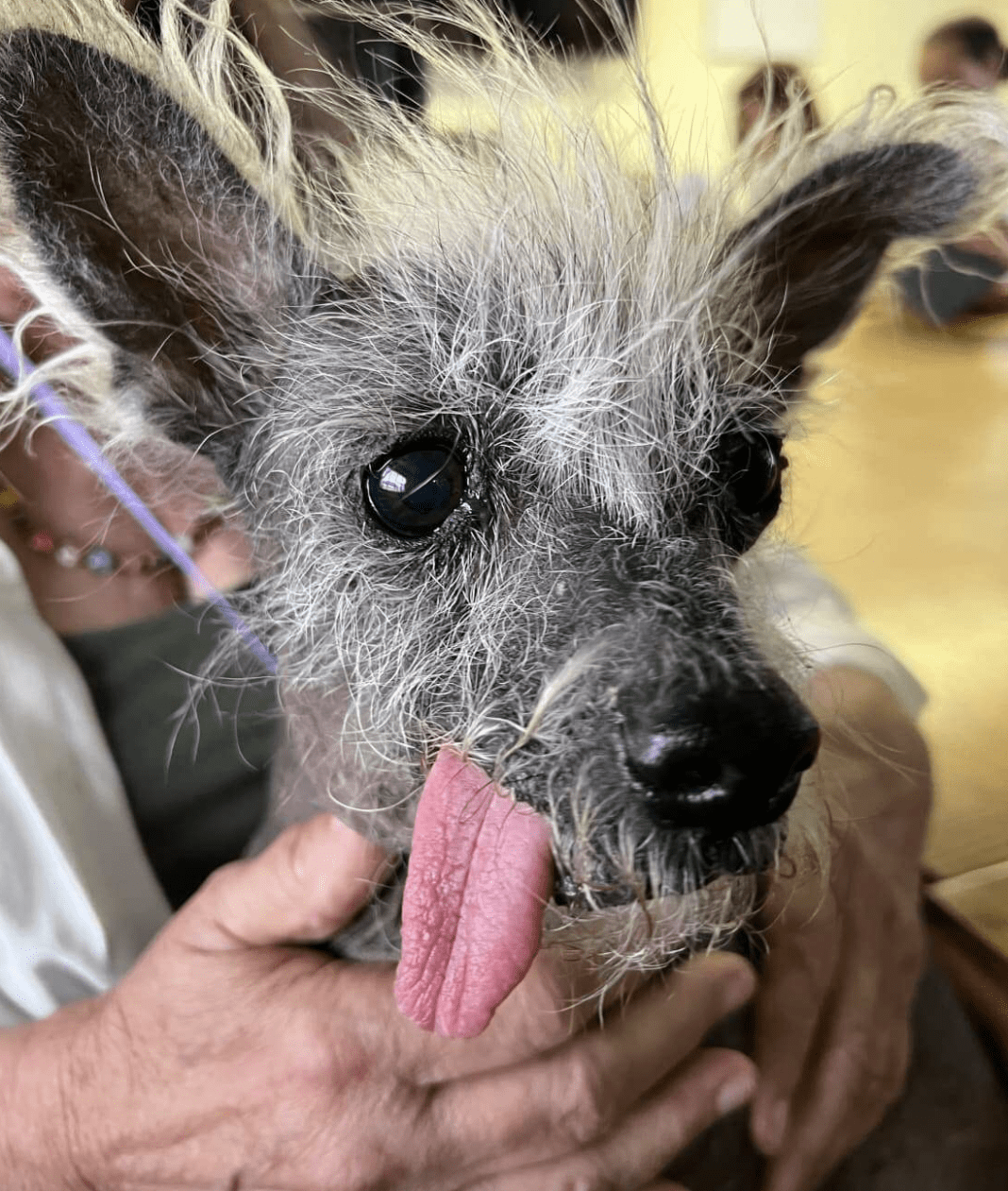 Scooter Takes The Crown The Charming Tale Of The World's Ugliest Dog