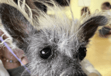 Scooter Takes the Crown: The Charming Tale of the World’s Ugliest Dog Winner Scooter Takes the Crown: The Charming Tale of the World's Ugliest Dog Winner