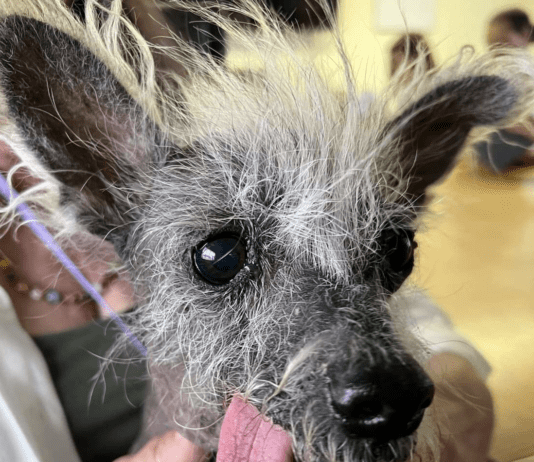 Scooter Takes the Crown: The Charming Tale of the World’s Ugliest Dog Winner Scooter Takes the Crown: The Charming Tale of the World's Ugliest Dog Winner
