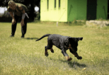 Training Tips For A Well-Behaved Dog: Minimizing Aggression Training Tips For A Well-Behaved Dog: Minimizing Aggression