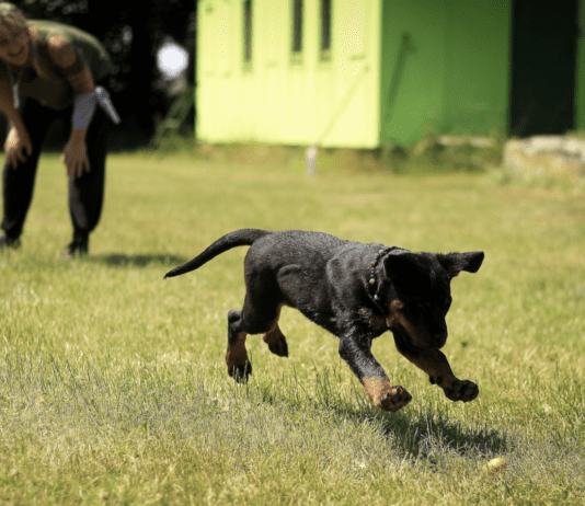 Training Tips For A Well-Behaved Dog: Minimizing Aggression Training Tips For A Well-Behaved Dog: Minimizing Aggression