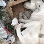 Dog Dragged Himself Away from Dead Dogs, Hoping He Gets Rescued Dog Dragged Himself Away from Dead Dogs, Hoping He Gets Rescued