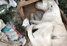 Dog Dragged Himself Away from Dead Dogs, Hoping He Gets Rescued Dog Dragged Himself Away from Dead Dogs, Hoping He Gets Rescued