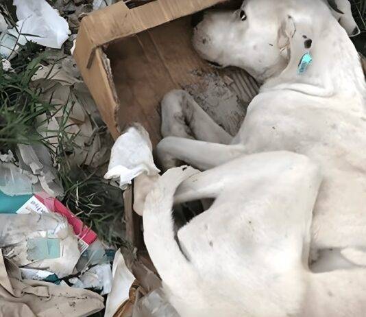 Dog Dragged Himself Away from Dead Dogs, Hoping He Gets Rescued Dog Dragged Himself Away from Dead Dogs, Hoping He Gets Rescued