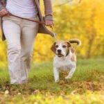 How Does Dog Board and Train Help Avoid Dog Injuries?