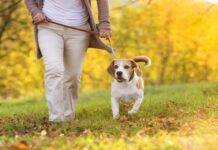 How Does Dog Board and Train Help Avoid Dog Injuries? How Does Dog Board and Train Help Avoid Dog Injuries?