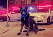 Meet Bosco: The Heroic LAPD Drug Dog Making Headlines Meet Bosco: The Heroic LAPD Drug Dog Making Headlines
