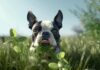 Why Dogs Throw Up and Eat Grass? The Ultimate Guide Why Does My Dog Throw Up and Eat Grass? The Ultimate Guide