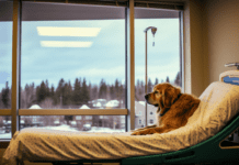 Dogs With Brain Tumors: Symptoms and Treatment Dogs With Brain Tumors: Symptoms and Treatment