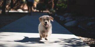 How to Puppy-Proof Your Home: A Comprehensive Guide How to Puppy-Proof Your Home: A Comprehensive Guide