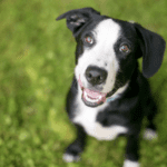 Health Matters: Caring For The Well-Being Of Mixed Breed Puppies