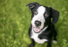 Health Matters: Caring For The Well-Being Of Mixed Breed Puppies Health Matters: Caring For The Well-Being Of Mixed Breed Puppies