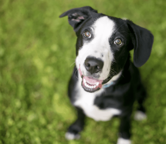 Health Matters: Caring For The Well-Being Of Mixed Breed Puppies Health Matters: Caring For The Well-Being Of Mixed Breed Puppies