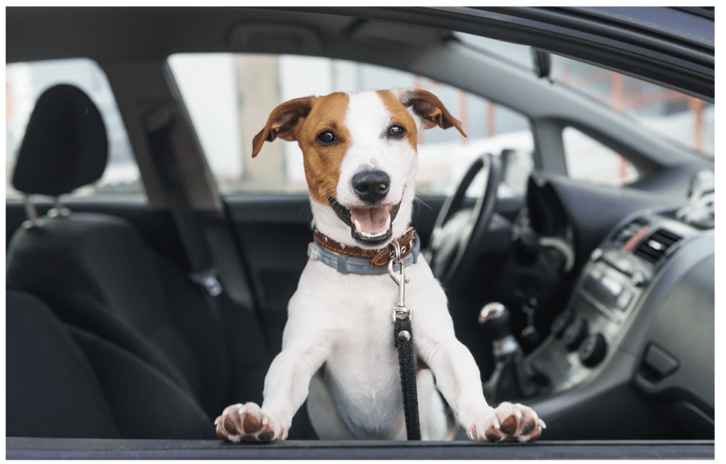 Dogs to Sit in the Front Seat