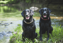 A Guide to Choosing the Best Dog Food for Your Labrador A Guide to Choosing the Best Dog Food for Your Labrador