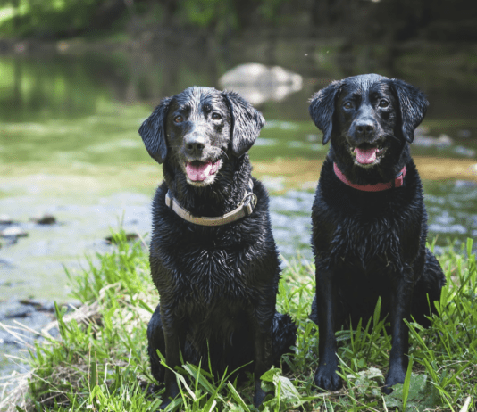 A Guide to Choosing the Best Dog Food for Your Labrador A Guide to Choosing the Best Dog Food for Your Labrador