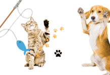 The Importance Of Dog And Cat Training And Socialization In A Pet’s Life The importance of dog and cat training and socialization in a pet's life