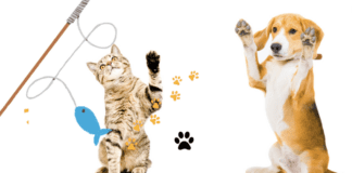 The Importance Of Dog And Cat Training And Socialization In A Pet’s Life The importance of dog and cat training and socialization in a pet's life