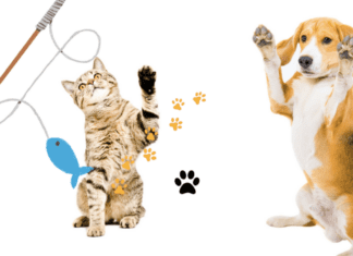 The Importance Of Dog And Cat Training And Socialization In A Pet’s Life The importance of dog and cat training and socialization in a pet's life