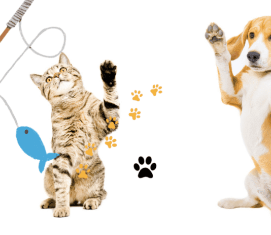 The Importance Of Dog And Cat Training And Socialization In A Pet’s Life The importance of dog and cat training and socialization in a pet's life