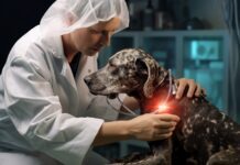 Choosing the Right Veterinarian: A Guide for Every Dog Owner Choosing the Right Veterinarian: A Guide for Every Dog Owner